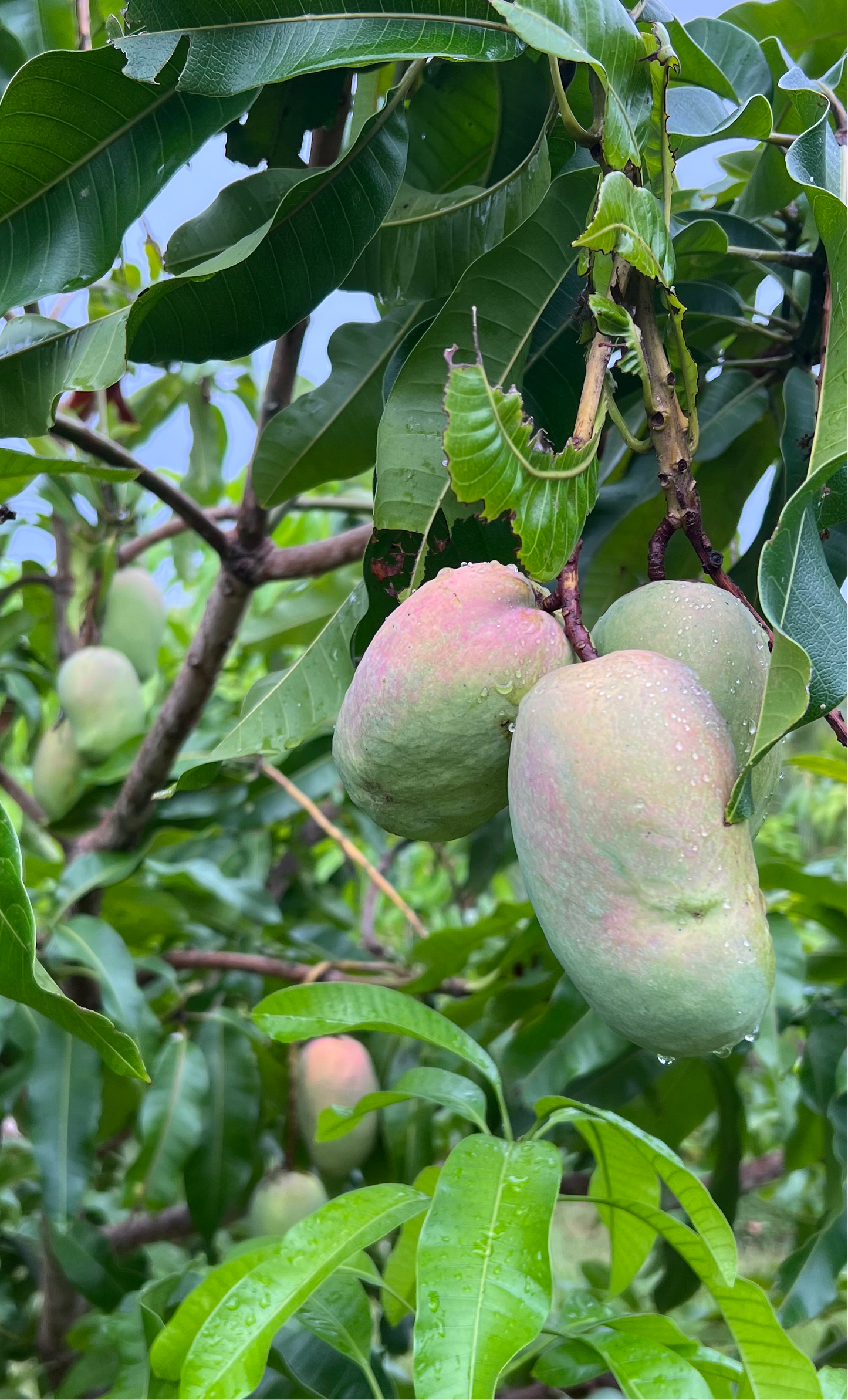 Rare Mango Box ($49 incl. 2-Day Shipping - SHIPPING NOW)