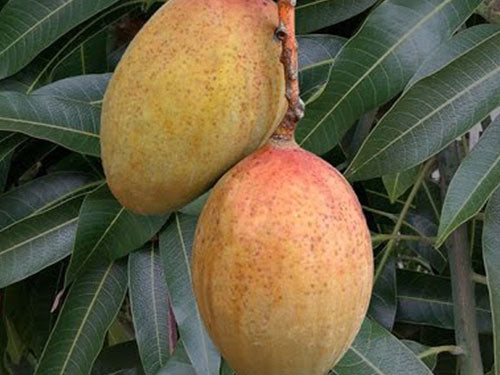Rare Mango Box ($49 incl. 2-Day Shipping - SHIPPING NOW)