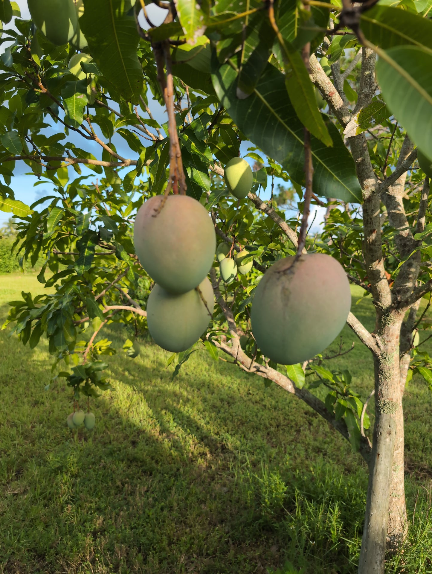 Mango (Cotton Candy - SHIPPING NOW)