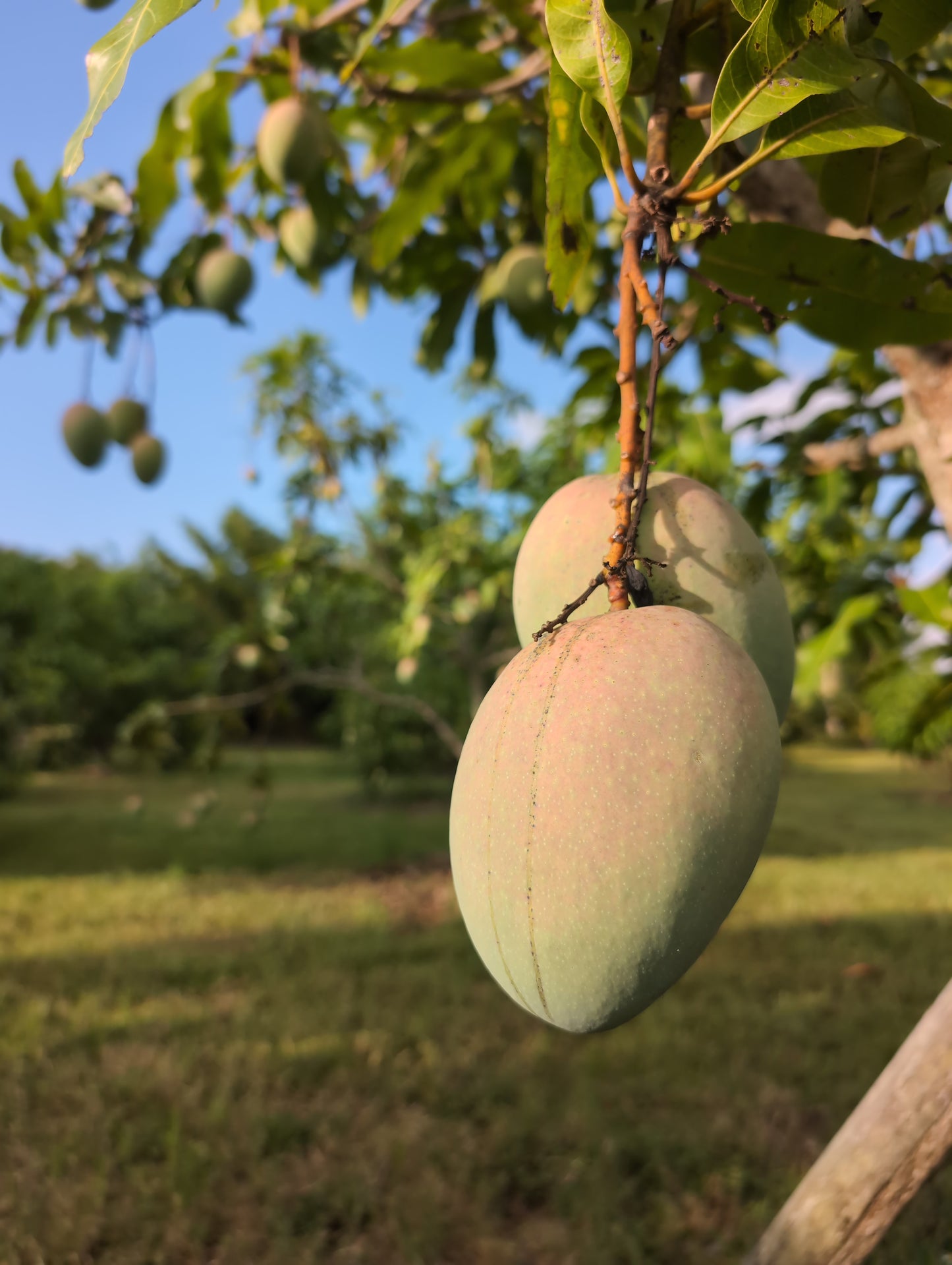 Mango (Cotton Candy - SHIPPING NOW)