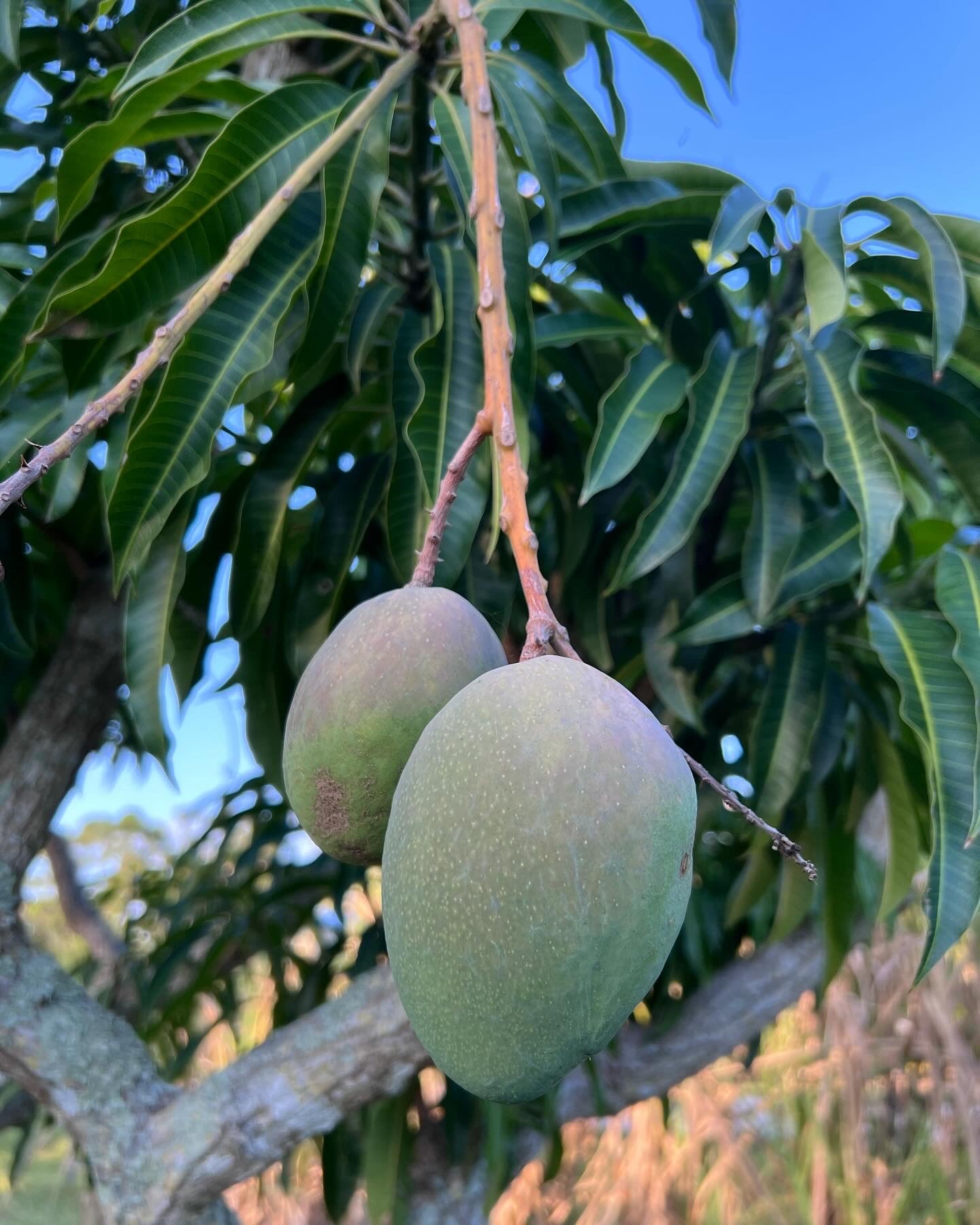 Mangoes