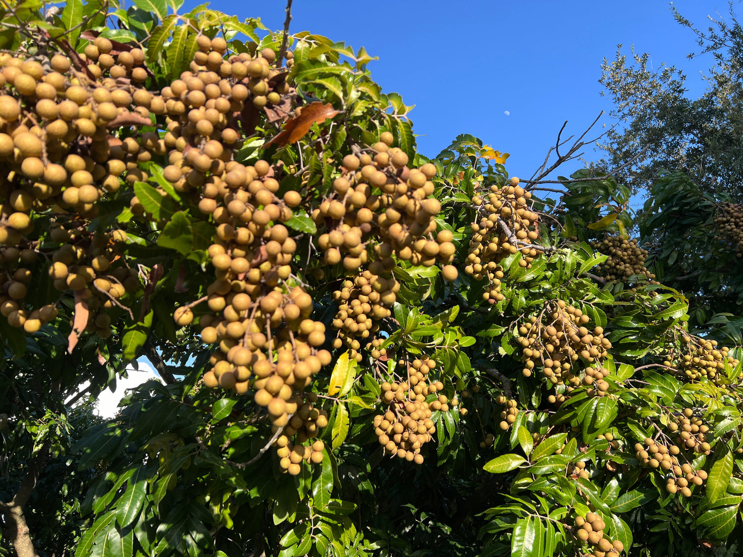 Other Exotic Fruit