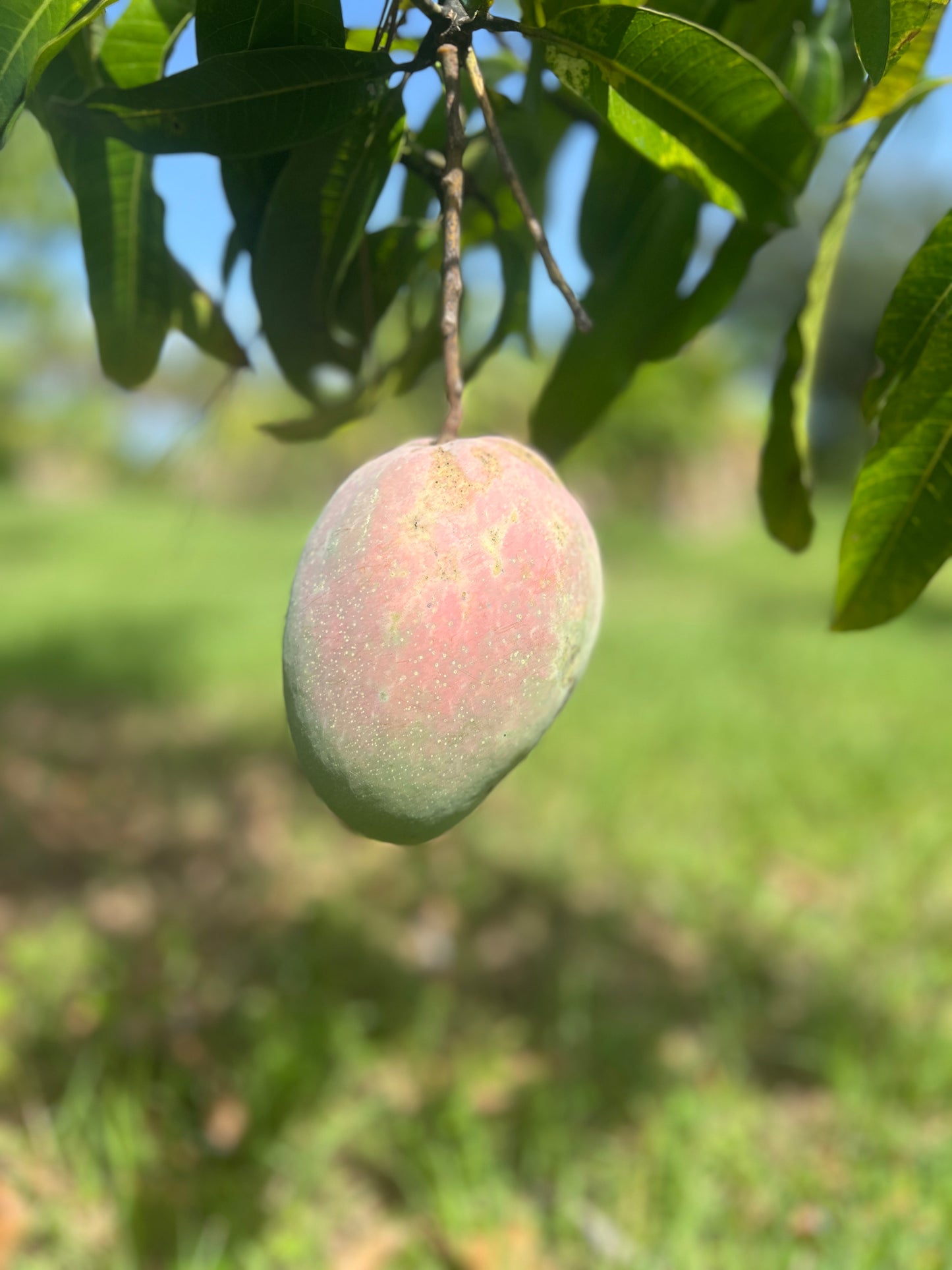 Mango - Fruit Punch (SOLD OUT)