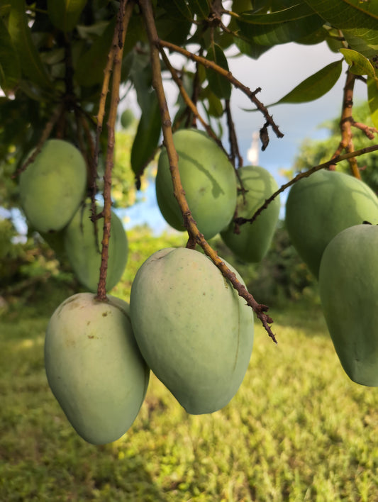 Mango (Edward) - Order by the Pound SHIPPING NOW
