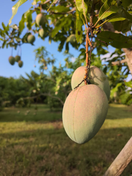 Mango (Cotton Candy - SHIPPING NOW)