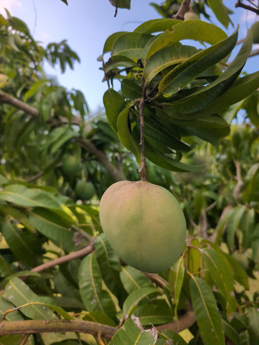 Mango (Orange Essence) - Pre-order for early August 2025